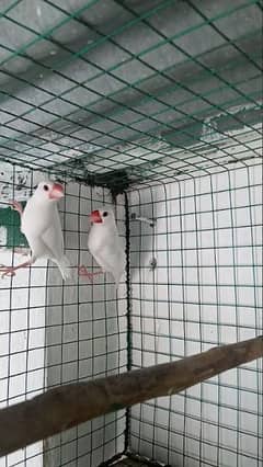 white java 100% garuntee breeder pair for sale