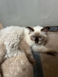 siamese persian cat Austrailian