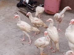 chicks Aseel heera