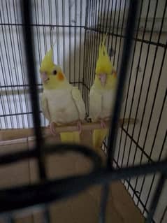 cockatiel