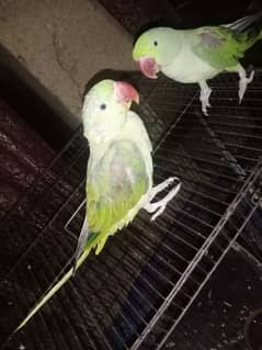 Raw Talking parrot