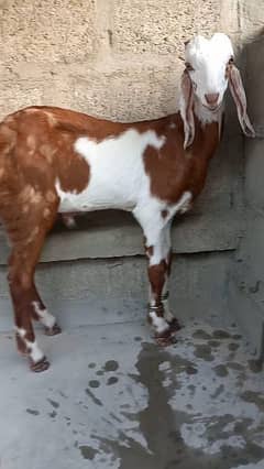 Barbari &pateri male best for qurbani