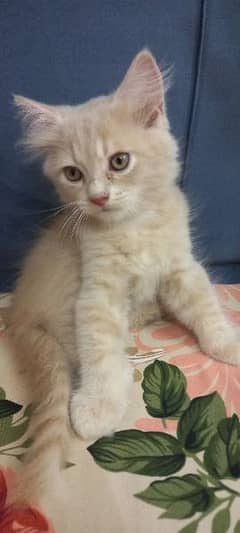 persion kitten