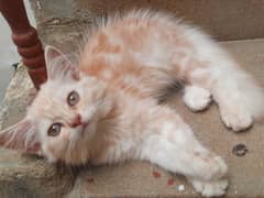 Persian female kitten | 2months old | Playful and friendly|Urgent sal