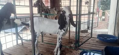Makhi Cheena Bakra Pure Breed 4-4.5 Month