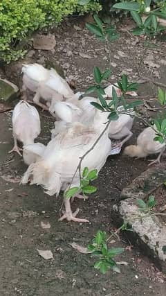 paper white heera chicks 12 ( 2200 per chick)