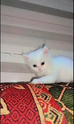 Persian Cat for sale my WhatsApp number 03468556940