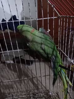 Raw parrot (Male) With half Red Neck