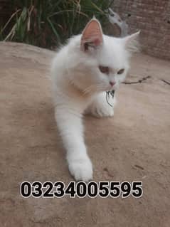 awosome 03234005595 cat