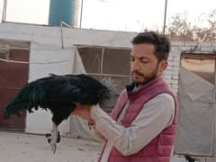 Ayam Cemani Pathe Pathian 3&half months