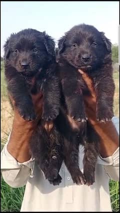 German Shepherd puppies Age 2 month for sale