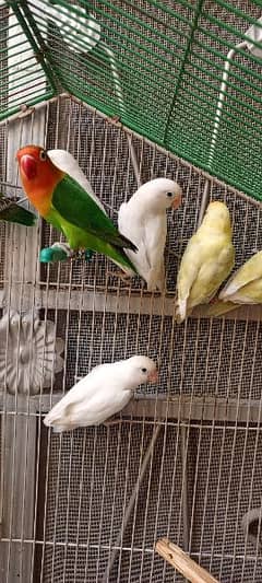 Folding Cage 8 portion & love birds with DNA