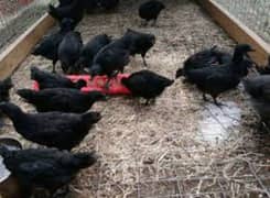 ayam Cemani Pathe Pathian