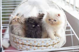 Peki Cfa kittens ( imported parents ) triple coated show quality