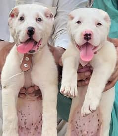 Alabai dog male. and. female age 2 momth for. sale