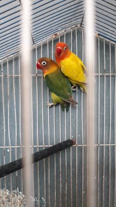 Breeder   CocktailsI  ILovebirds  IAustralian Parrots