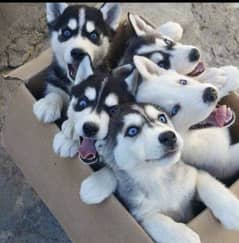 Siberian Husky puppies urgent sale Hai