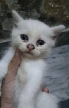 Pair of single coat kitten with Blue eyes