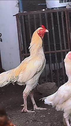 White Pakistani Aseel pair