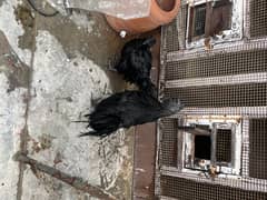 Ayam Cemani Active pair