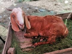 2 female goats for Sale, 1 pregnant, 1 dood deti hai