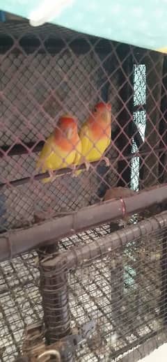 lovebird