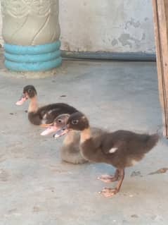 Camel Duck chicks, Common Duck adult