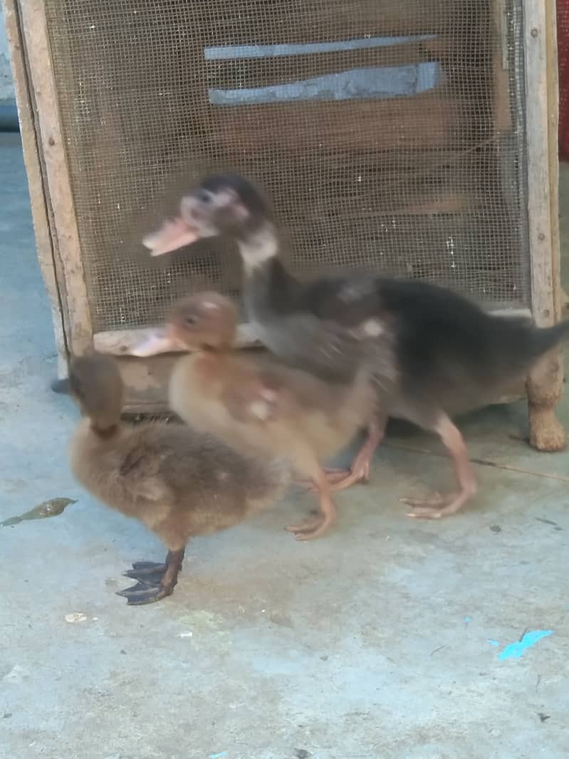 Camel Duck, Common Duck adults 1