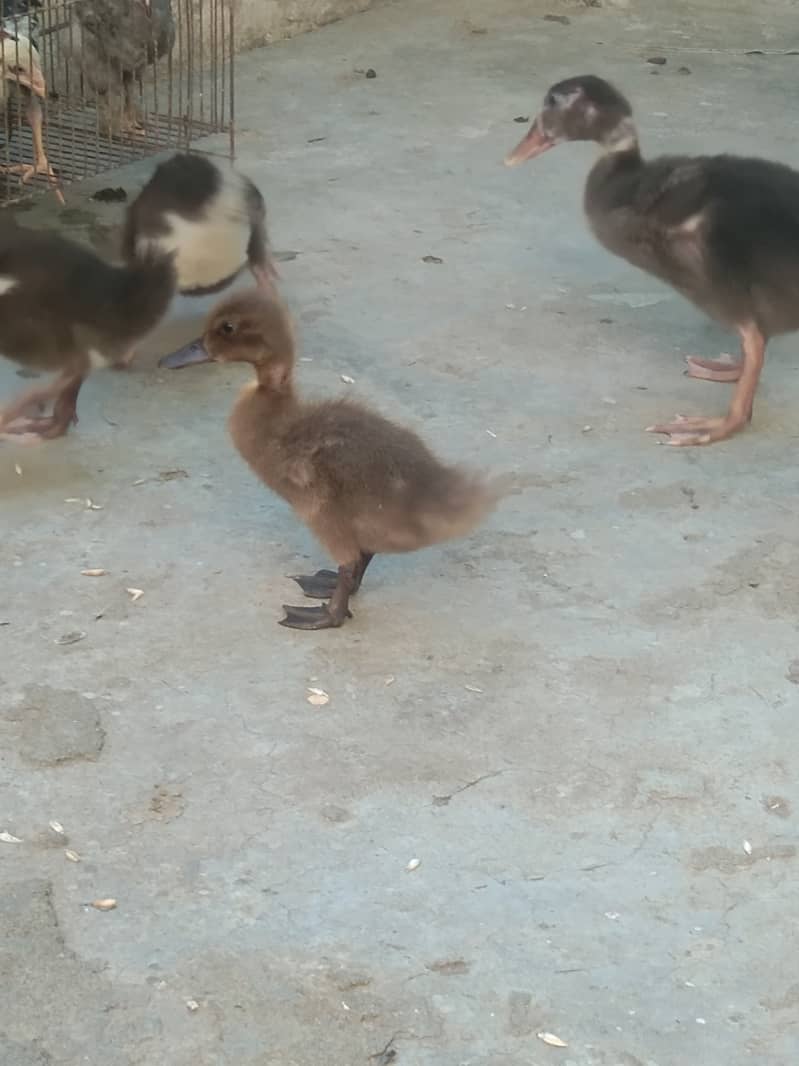 Camel Duck, Common Duck adults 2