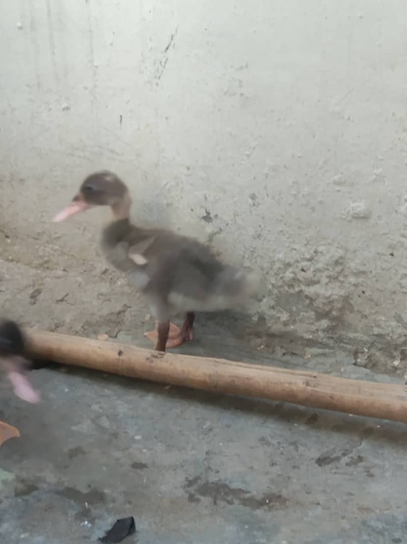 Camel Duck, Common Duck adults 3