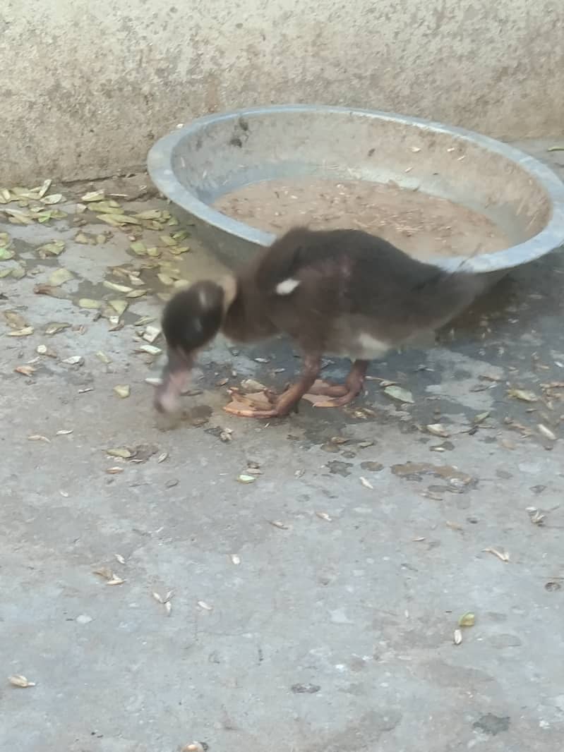 Camel Duck, Common Duck adults 5