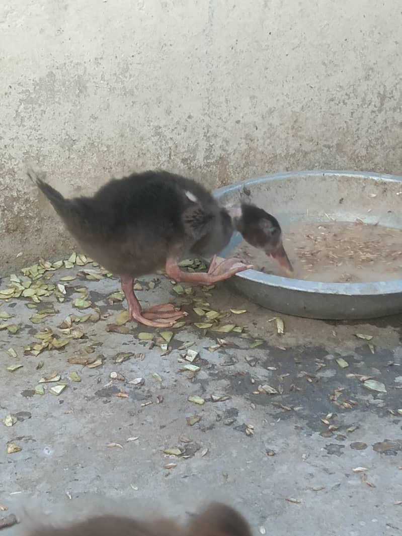 Camel Duck, Common Duck adults 6