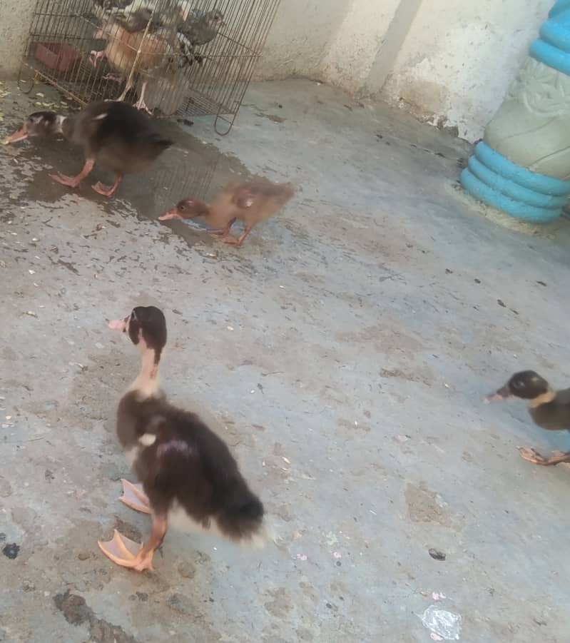 Camel Duck, Common Duck adults 9