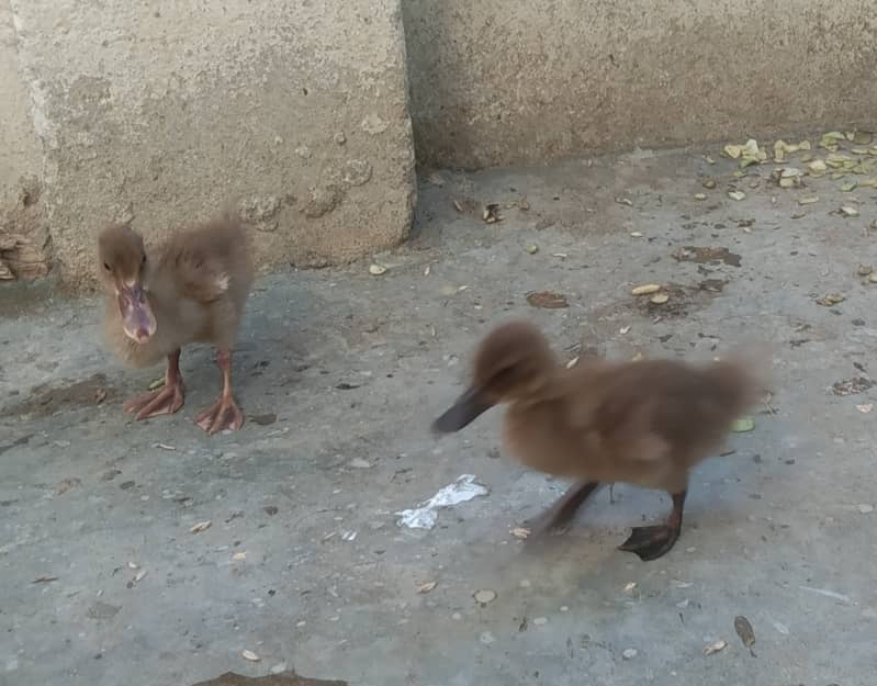 Camel Duck, Common Duck adults 13