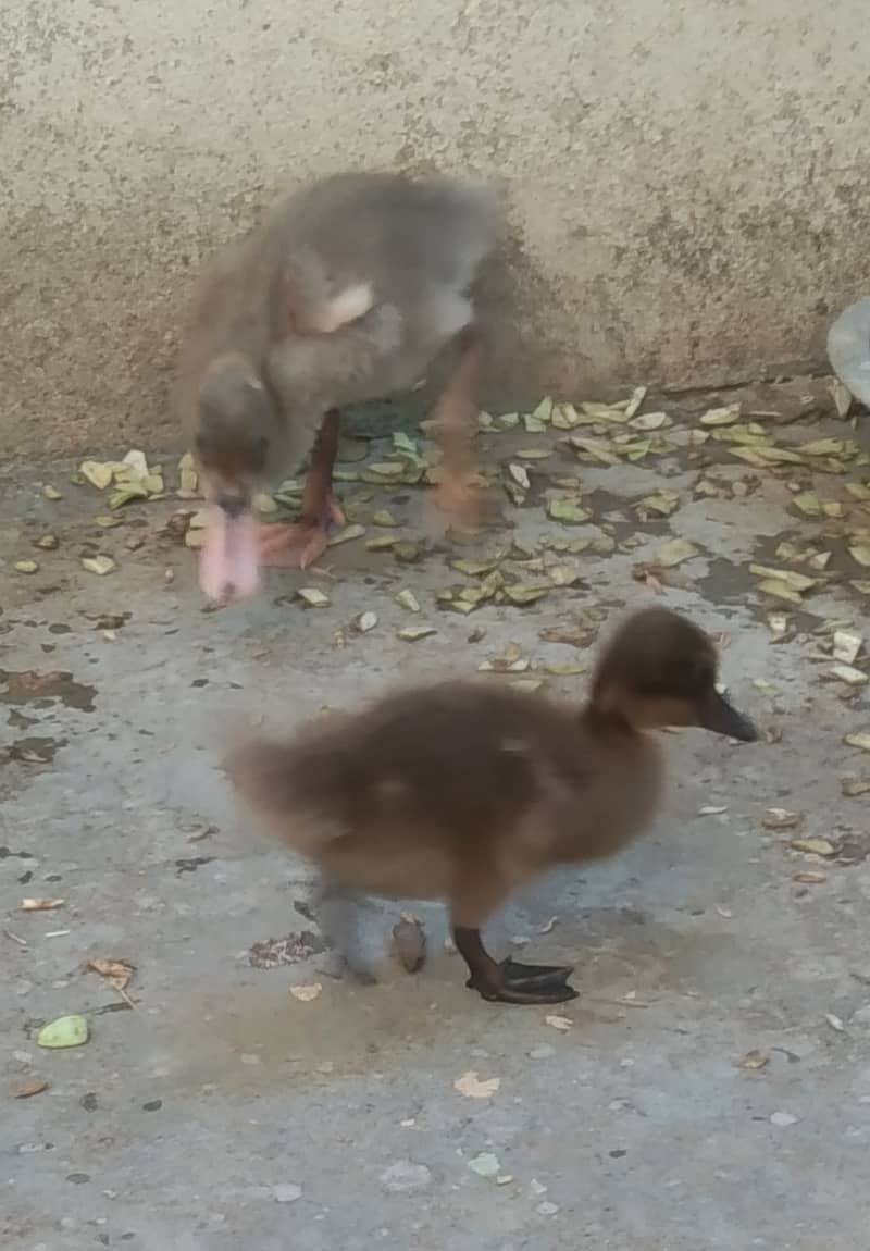 Camel Duck, Common Duck adults 14