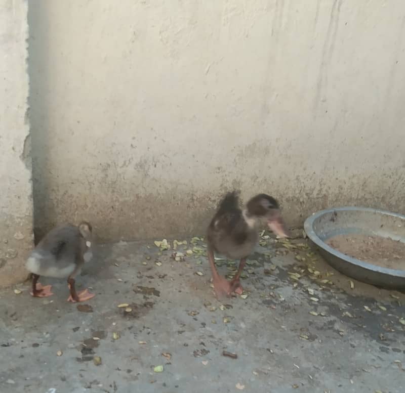 Camel Duck, Common Duck adults 15