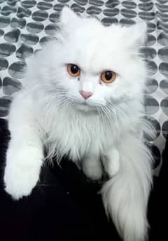 Pair Persian Cat