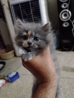 4 kittens for sale 1 female 3 male