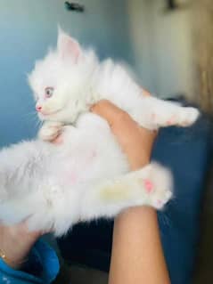 triple coated Punch face Persian kittens for sale