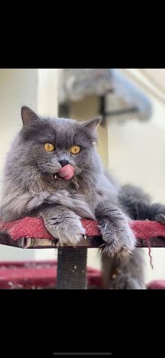 Gray Persian Male  cat for sale