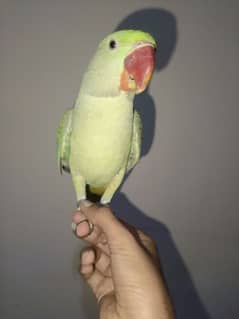 Handtamed and talking parrot for sale urgently