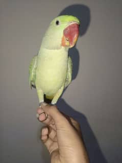 Handtamed and talking parrot for sale urgently 0