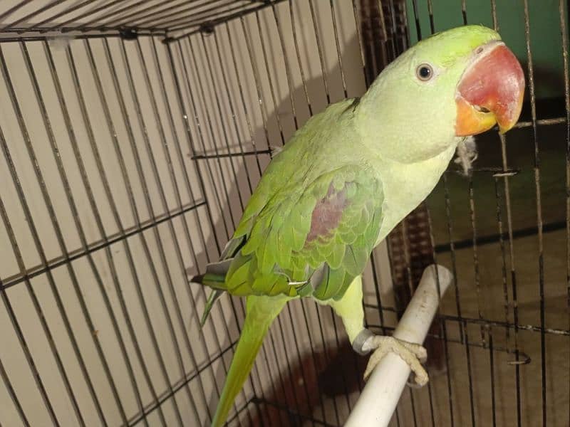 Handtamed and talking parrot for sale urgently 12