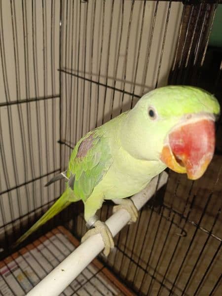 Handtamed and talking parrot for sale urgently 13