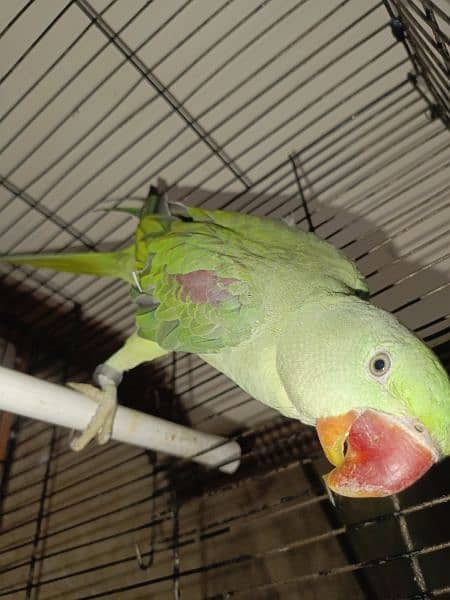 Handtamed and talking parrot for sale urgently 14