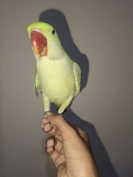 Handtamed and talking parrot for sale urgently 15