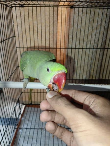 Handtamed and talking parrot for sale urgently 16