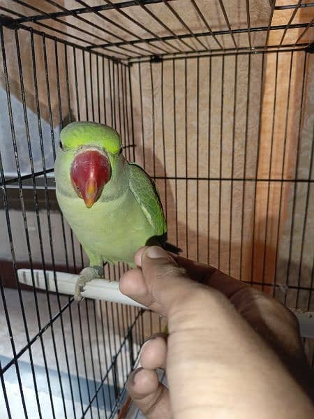 Handtamed and talking parrot for sale urgently 17