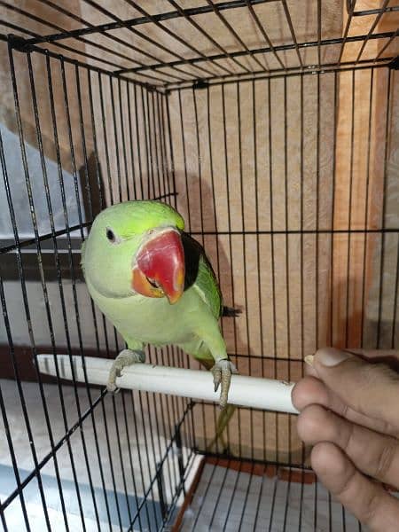 Handtamed and talking parrot for sale urgently 18