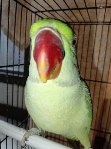 Handtamed and talking parrot for sale urgently 19